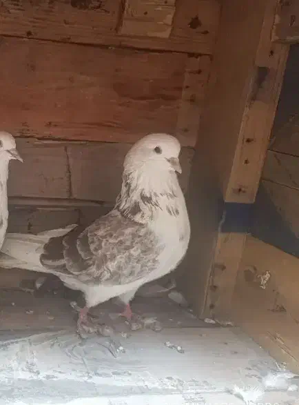 کبوتر گمشده|پرنده|میناب, |دیوار