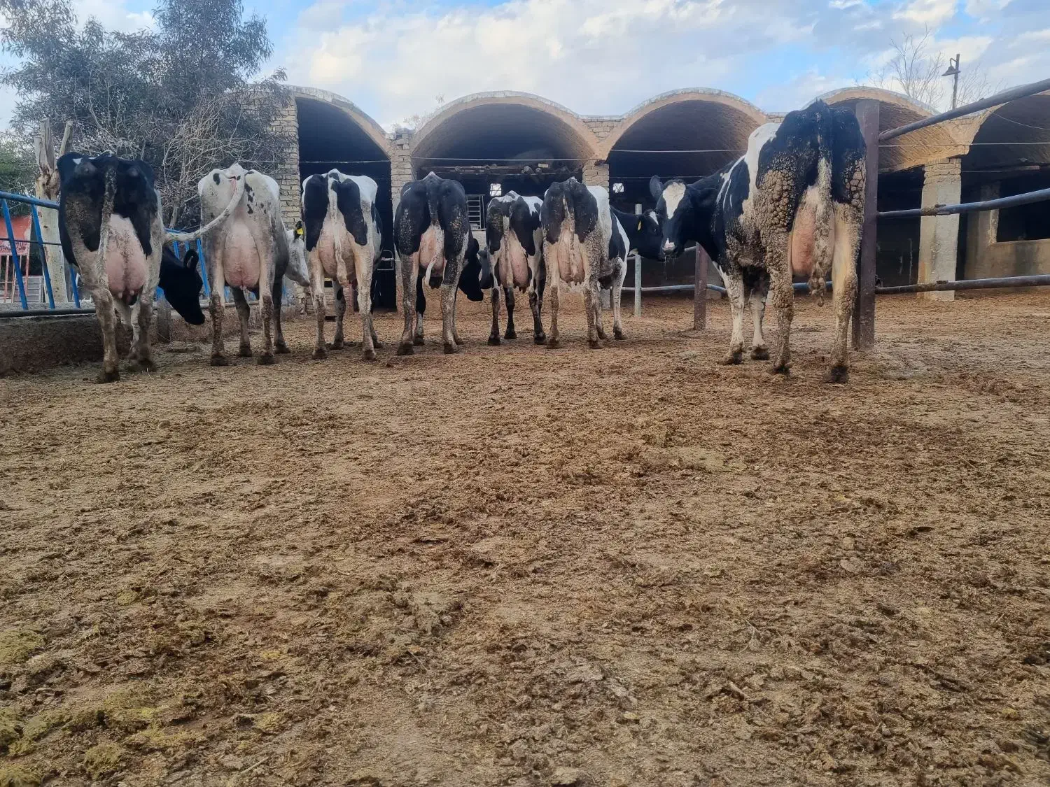 ۳۰رس گاو شری ۵۰درصد آبستن ۲ماه تا ۳ ماه|حیوانات مزرعه|قم, قم نو|دیوار