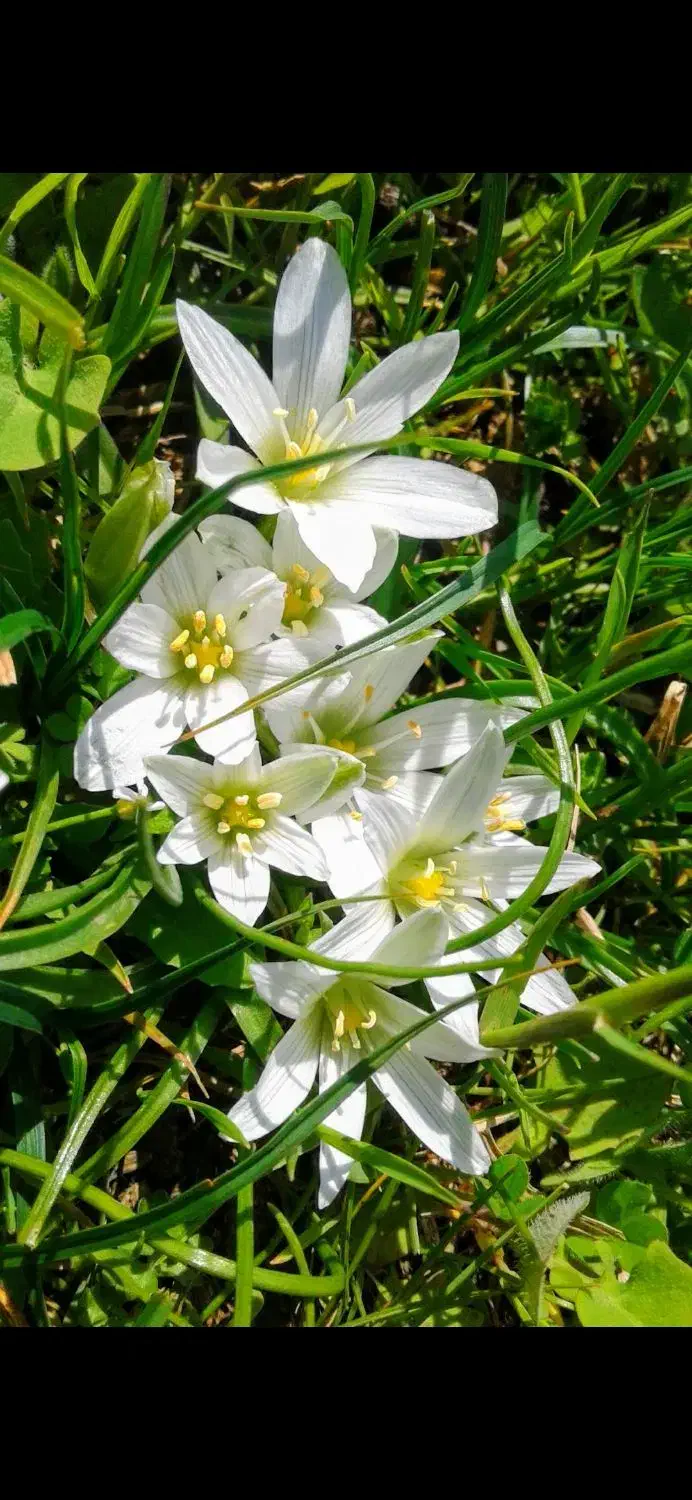 فروش فوری یک قطعه زمین ماشمیان|فروش زمین و ملک کلنگی|برهسر, |دیوار