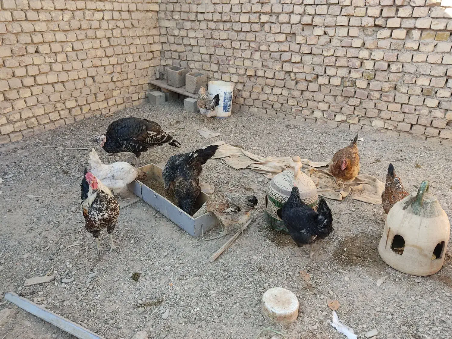 تعدادی مرغ تخم گذار|حیوانات مزرعه|شهرضا, |دیوار