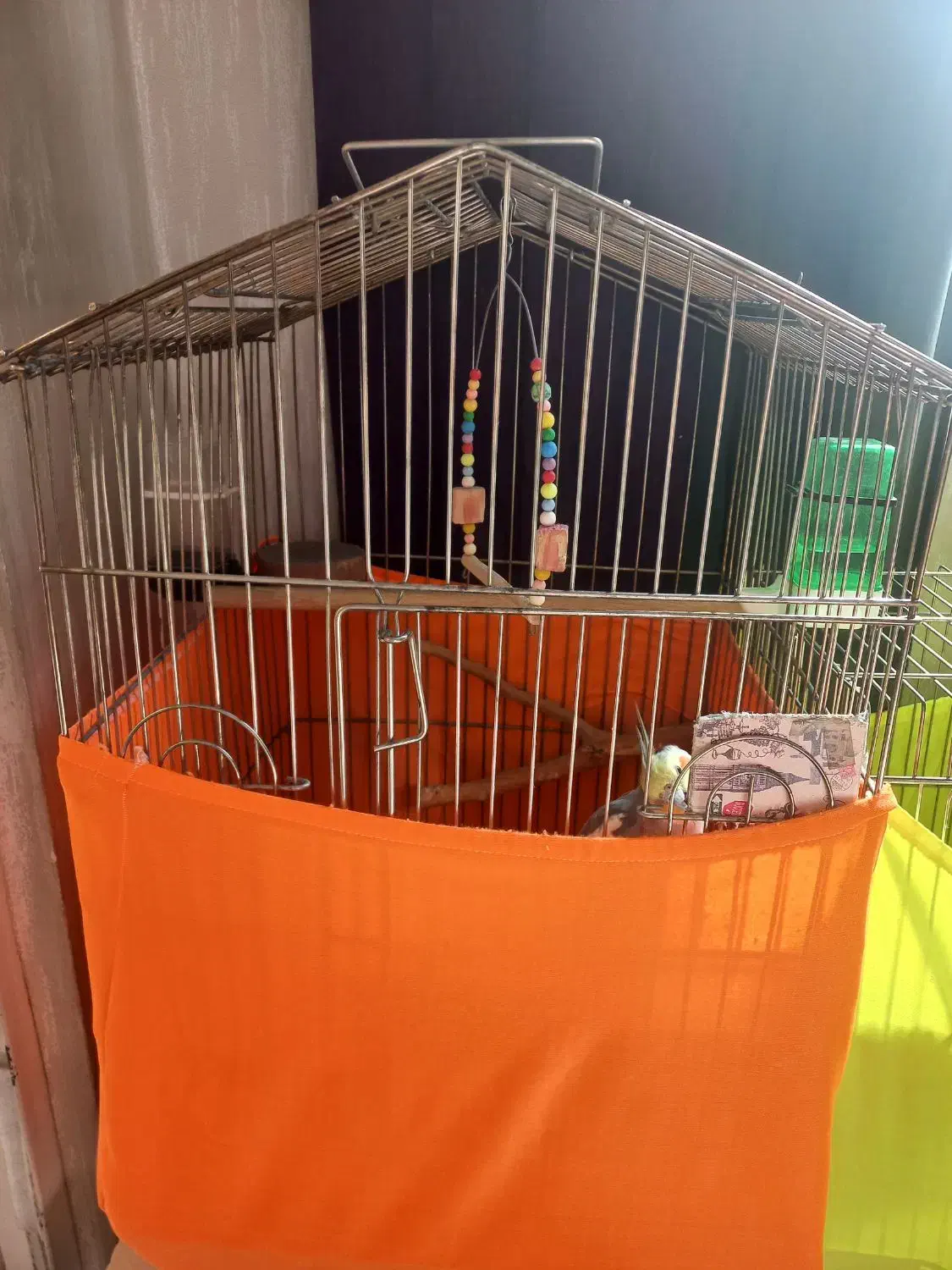 عروس هلند نر سخنگو|پرنده|تهران, امیریه|دیوار