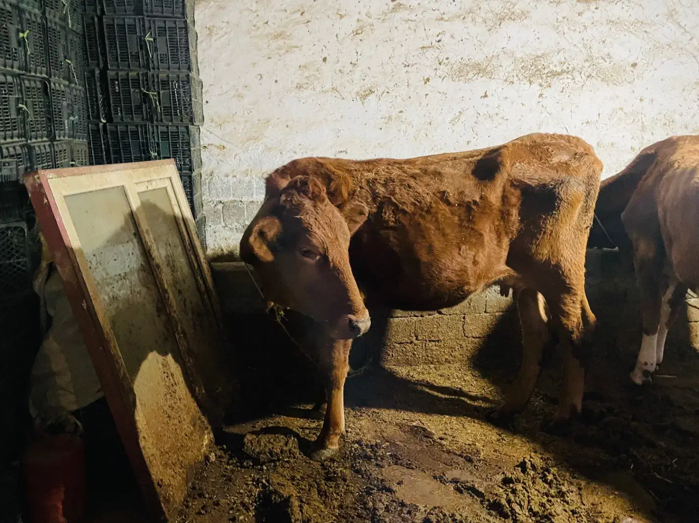 گاو|حیوانات مزرعه|پیرانشهر, |دیوار