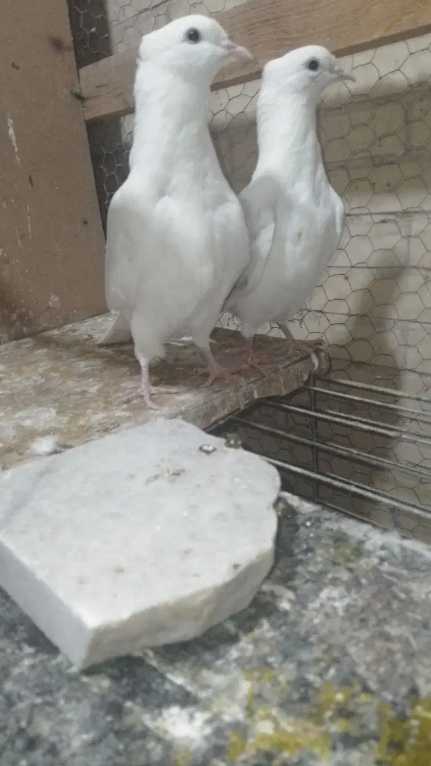 جفت جوجه کبوتر|پرنده|یزد, |دیوار