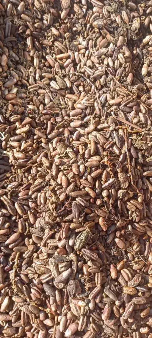 هسته خرما و تفاله،  تفاله سیب ، هسته انار|عمده‌فروشی|نوشین شهر, |دیوار