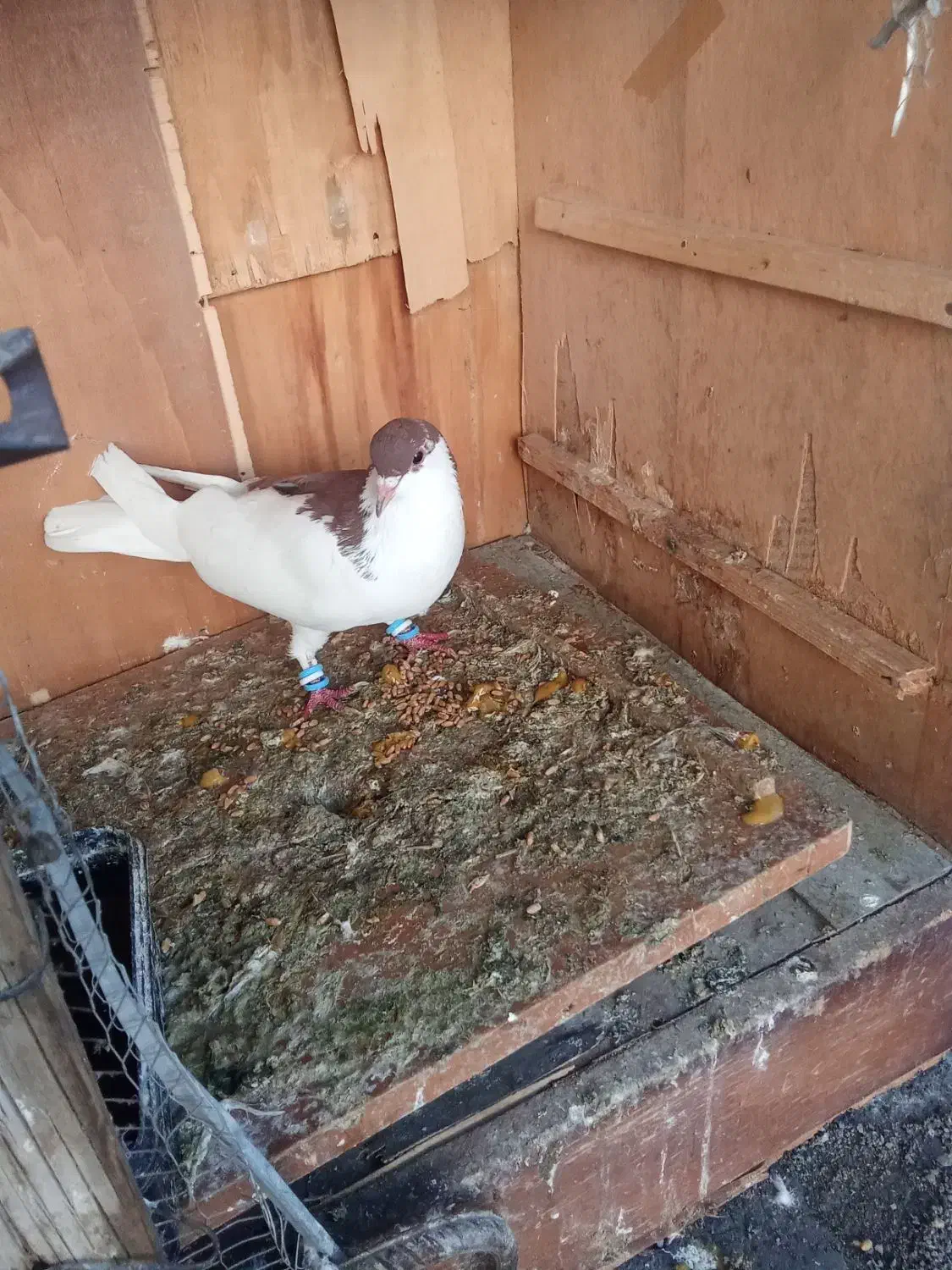 ....|پرنده|شوش, |دیوار