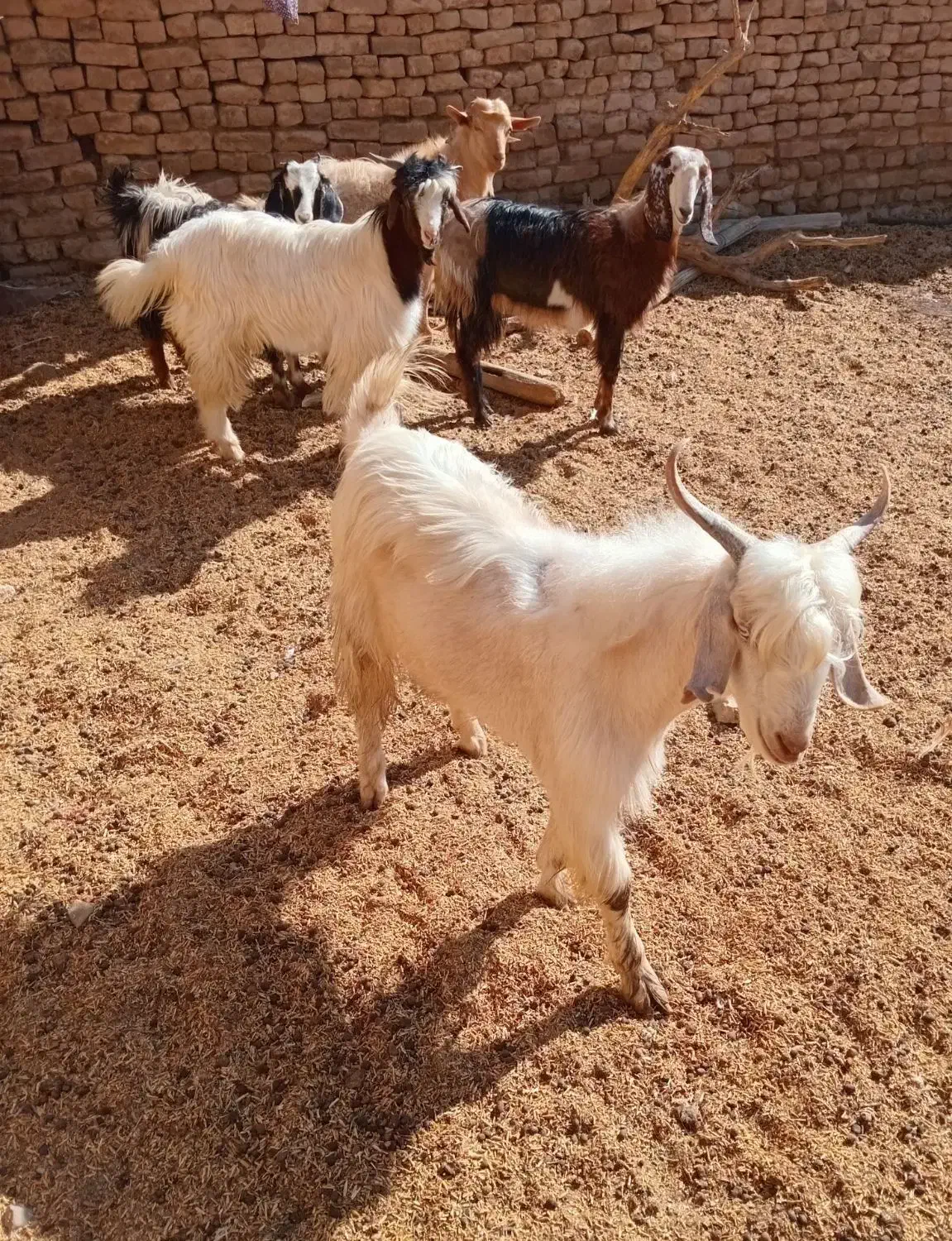 نربزسانن وبزغاله نر|حیوانات مزرعه|مشهد, کارده|دیوار