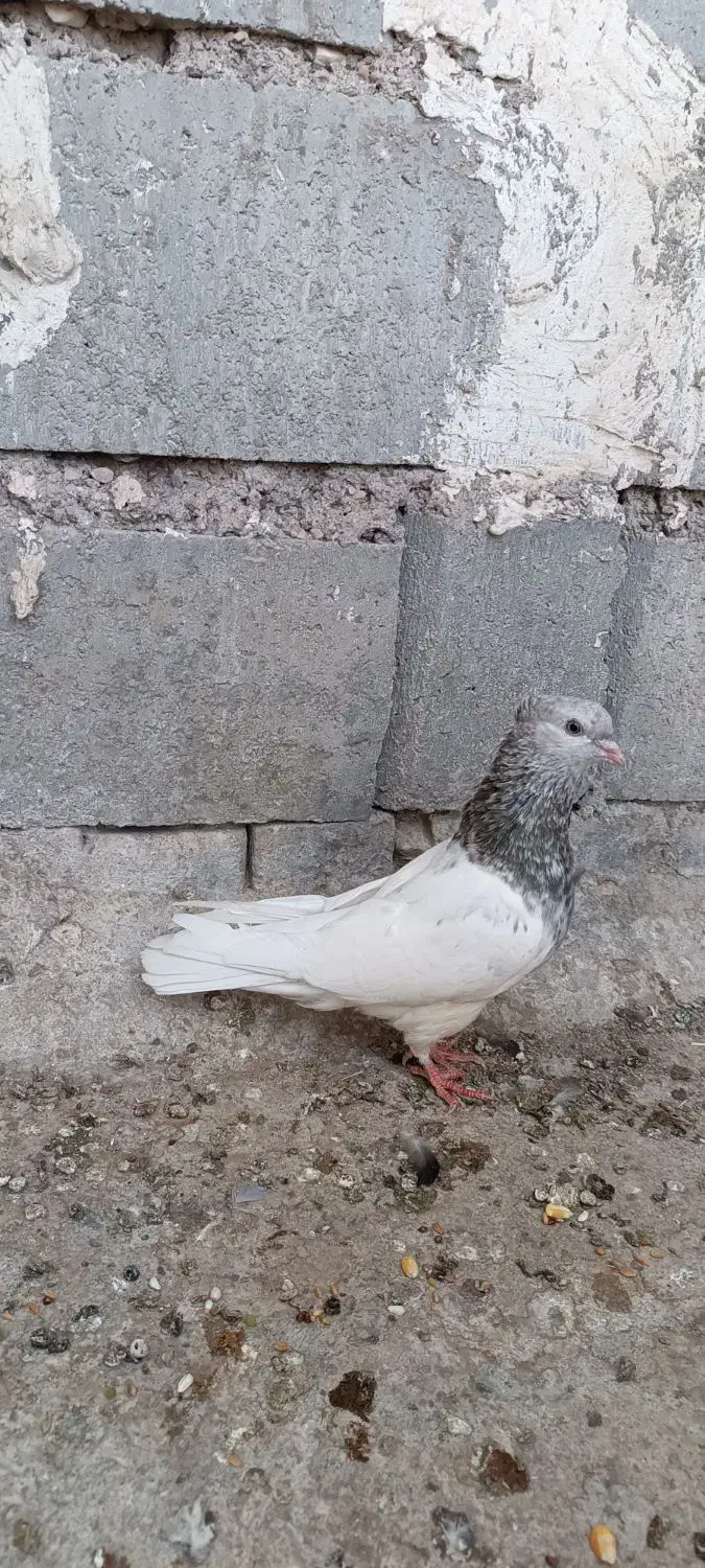 کله اهوازی الماسی گرفتنی|پرنده|اهواز, گلدشت|دیوار