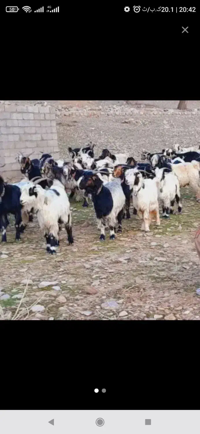 بز،|حیوانات|بهبهان, |دیوار