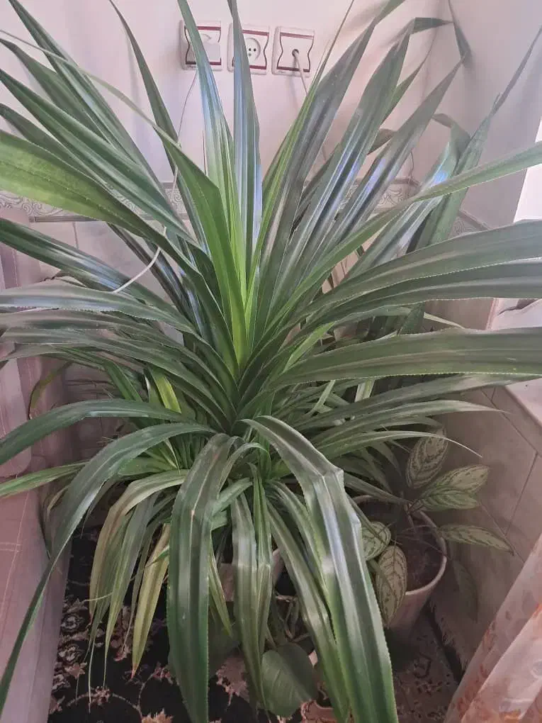 گل جوان|گل و گیاه طبیعی|بانه, |دیوار