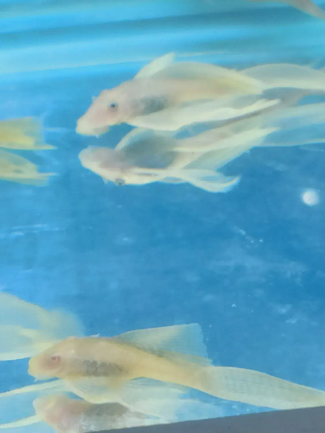 پوزه بوته ای سوپر باله|ماهی|اسلام‌شهر, زرافشان|دیوار