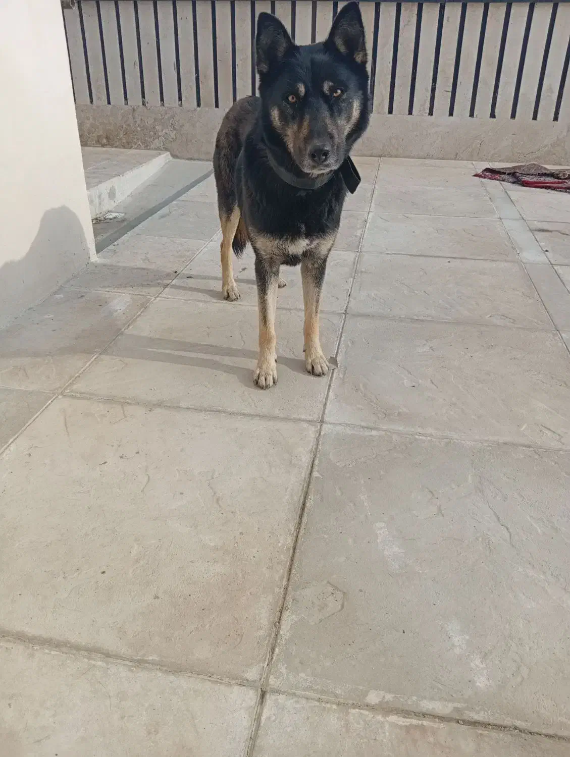 گرگی|سگ|شاندیز, |دیوار