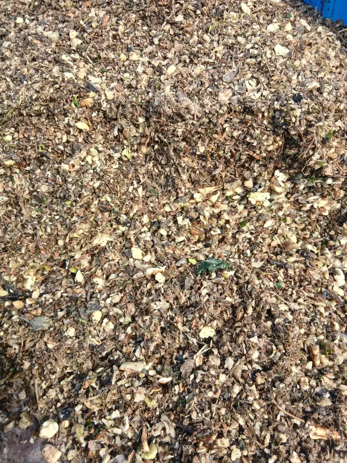 چغندر  دامی|عمده‌فروشی|کبودرآهنگ, |دیوار