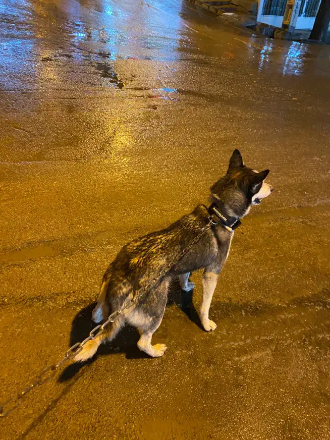 سگ گم شده سمیرم|حیوانات|سمیرم, |دیوار