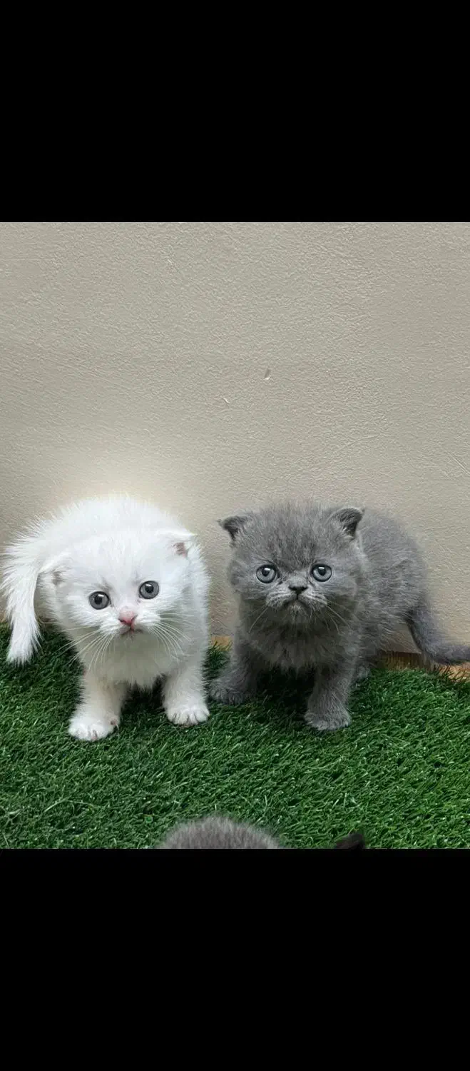 بیریتیش|گربه|قزوین, |دیوار