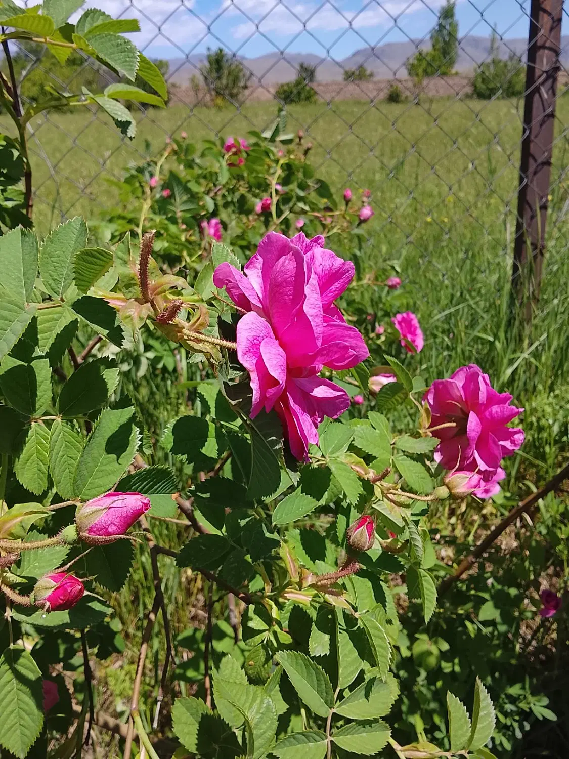مربا|خوردنی و آشامیدنی|شوط, |دیوار
