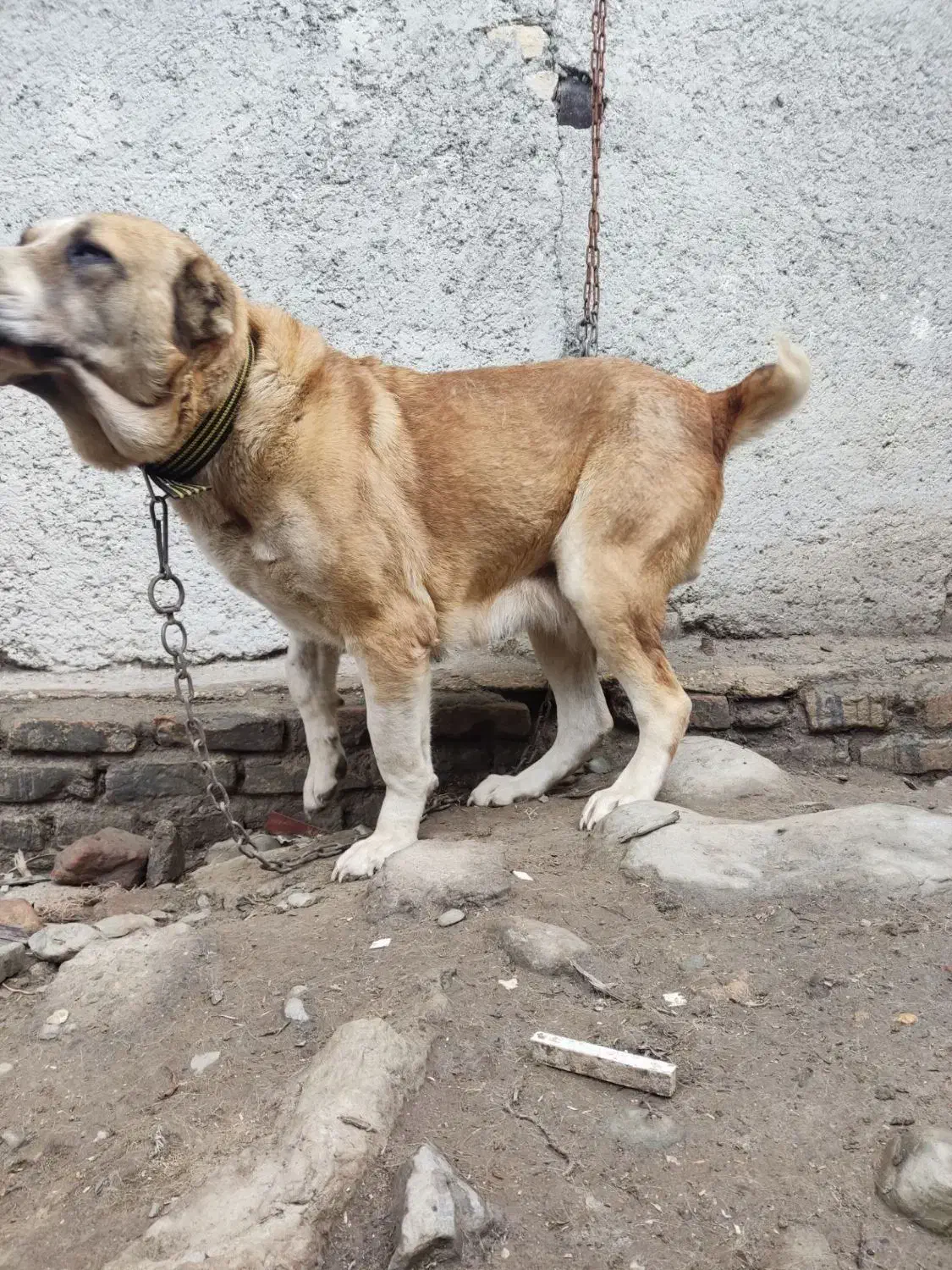 سگ گمشده|حیوانات|بندر گز, |دیوار