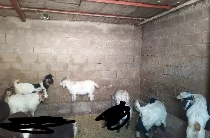 حیوانات مزرعه|حیوانات مزرعه|چگنی, |دیوار