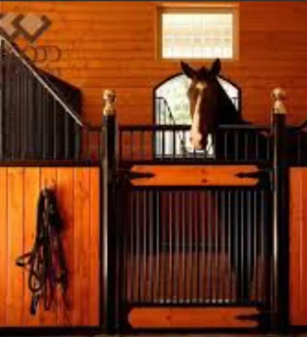 پانسیون اسب|اسب و تجهیزات اسبسواری|شهریار, اسکمان|دیوار