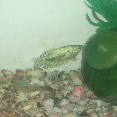 ماهی آکواریوم|ماهی|محمدشهر, محمدشهر|دیوار