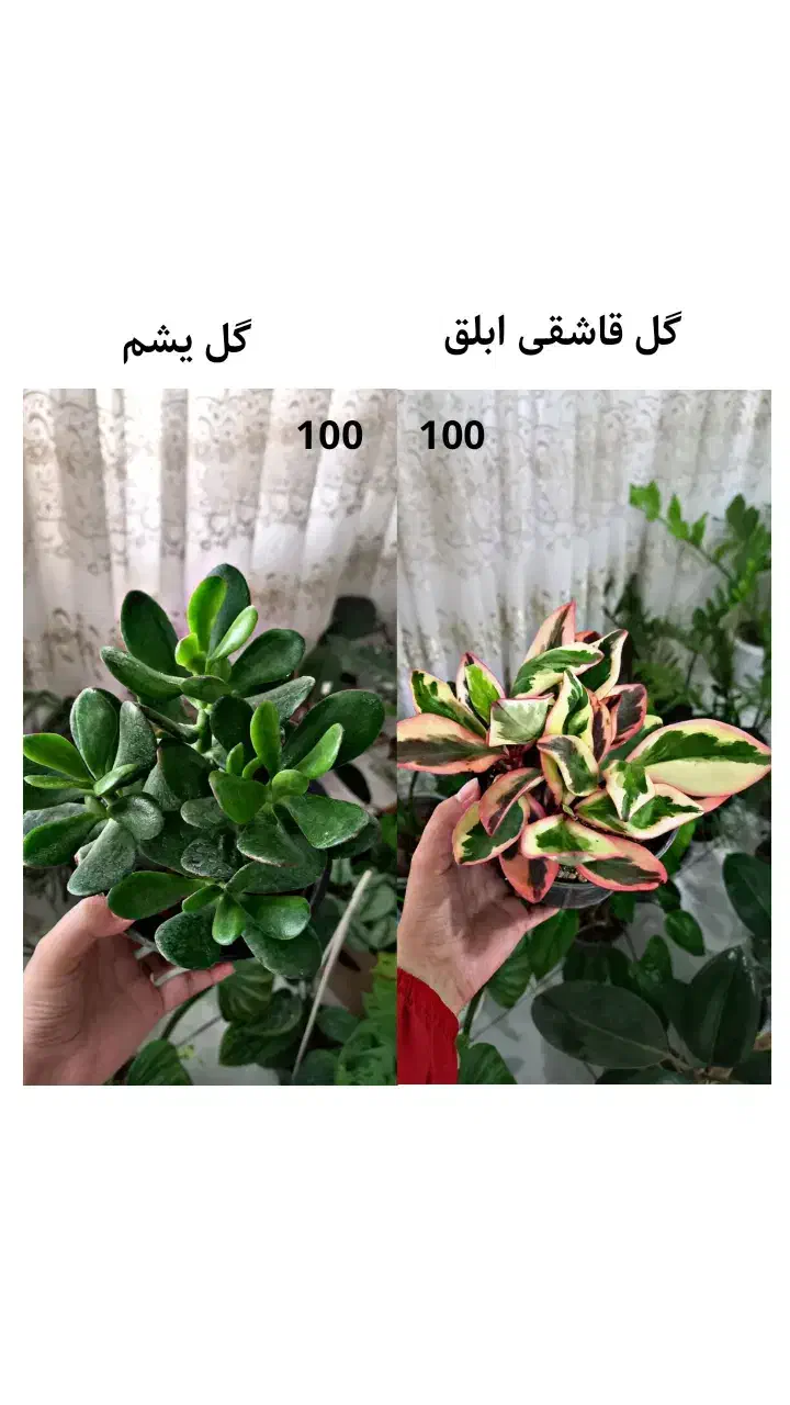حراج واقعی گل و گیاه به علت کمبود جا|گل و گیاه طبیعی|قائن, |دیوار