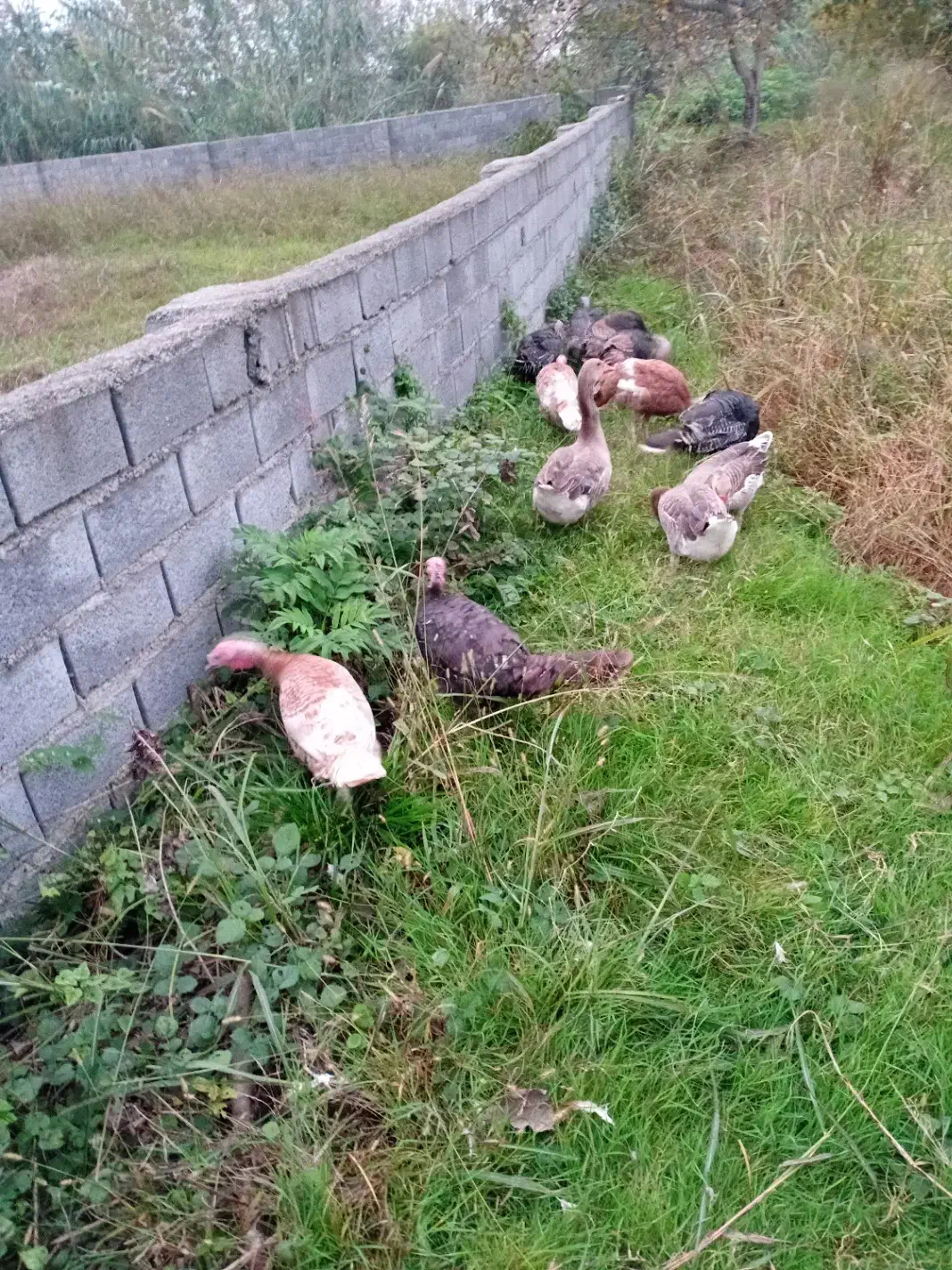 فروش‌ بوقلمون|حیوانات مزرعه|چمستان, |دیوار