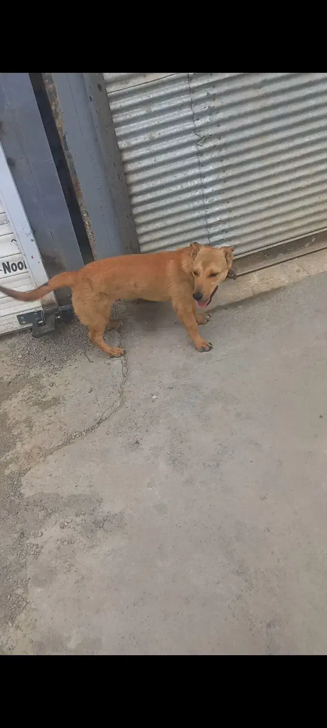 (گمشده )به یابنده مژدگانی خوب خواهیم داد باتشکر|حیوانات|سنندج, |دیوار