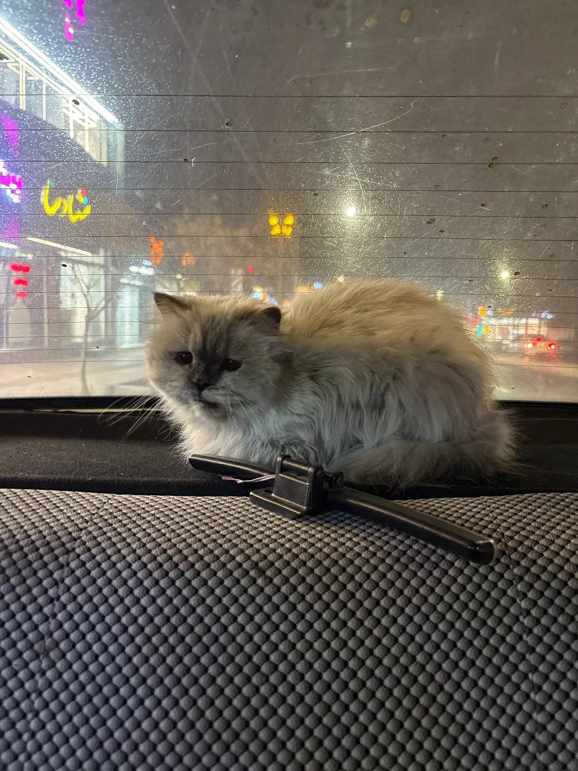 پرشین پیدا شده|حیوانات|بیرجند, |دیوار