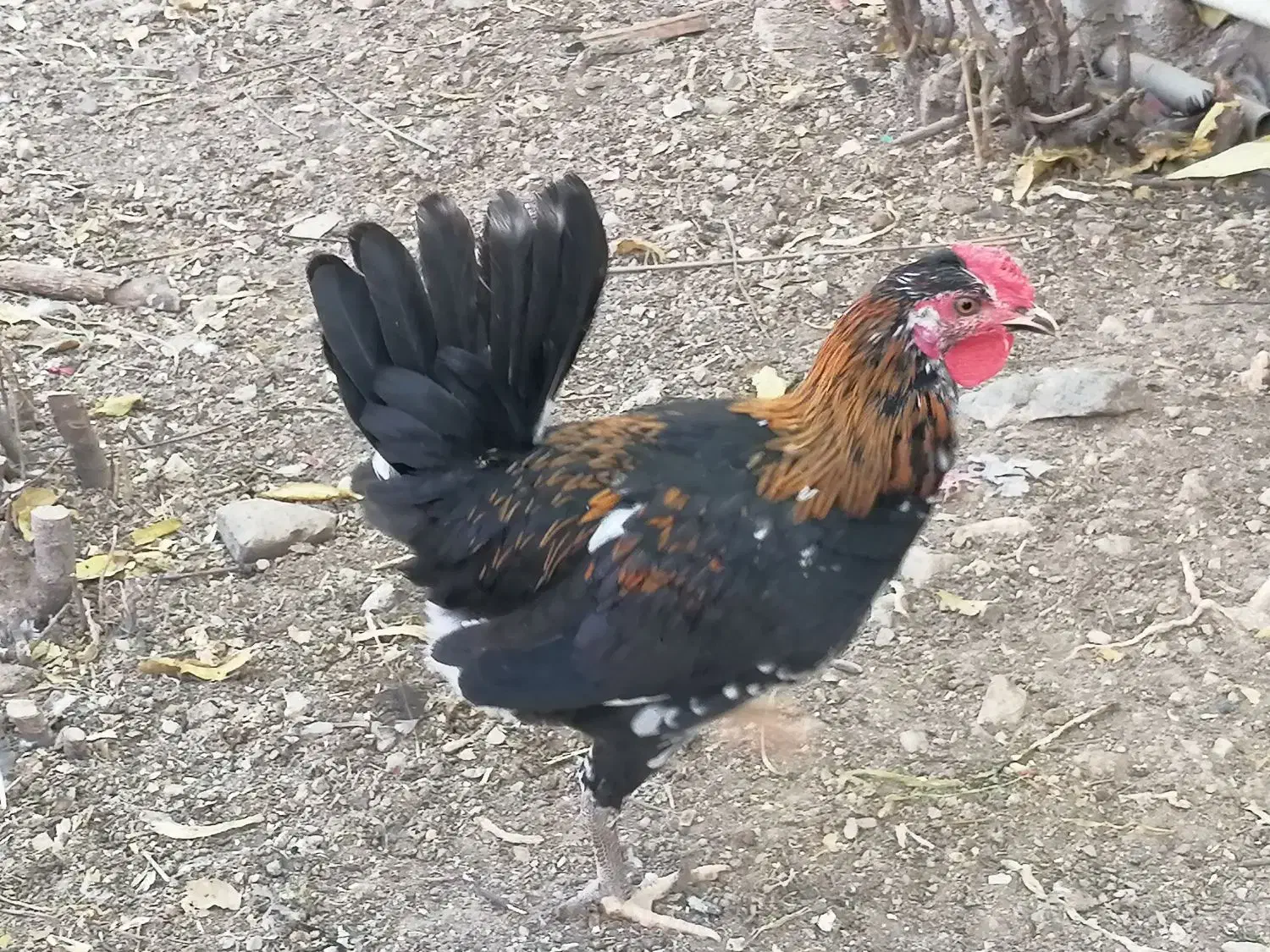 جوجه خروس گلین 3 ماهه زیر مرغی|حیوانات مزرعه|کرج, شهرک ظفر|دیوار