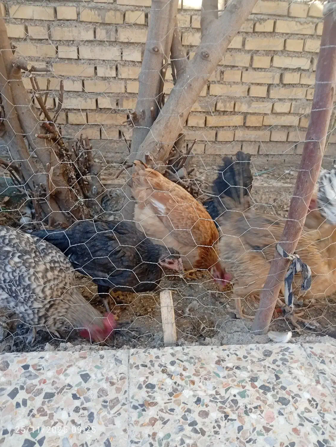 مرغ|حیوانات مزرعه|ایذه, |دیوار