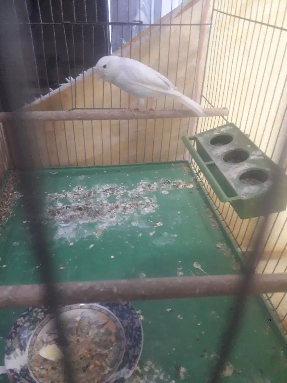 ۲عدد قناری ماده آماده|پرنده|اصفهان, زهران|دیوار