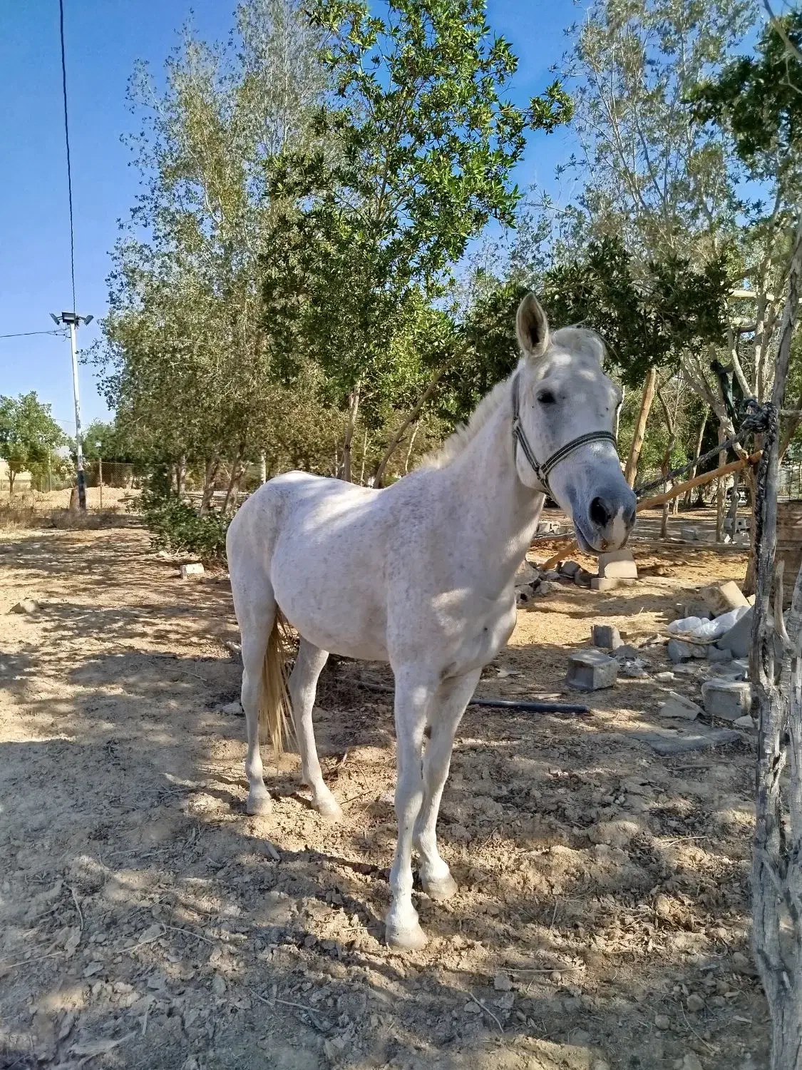 اسب ماده عرب۷ساله|اسب و تجهیزات اسبسواری|بندر ماهشهر, |دیوار