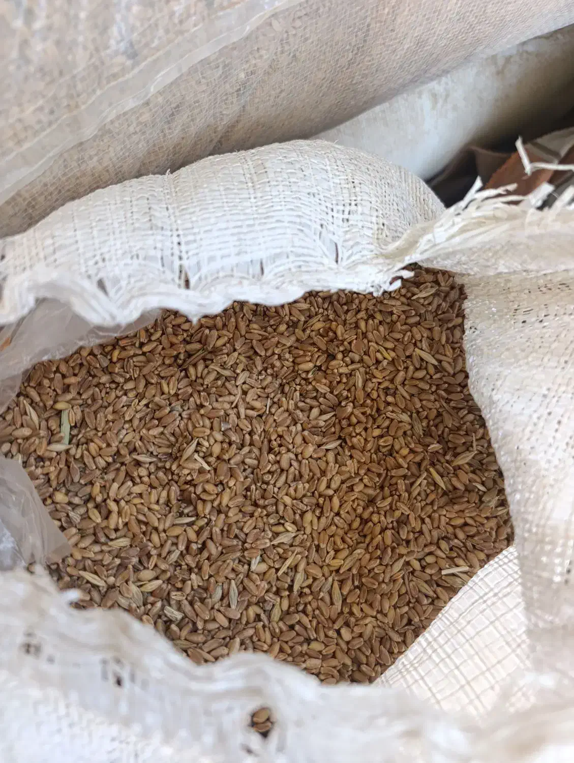 گندم درجه یک امساله مقدار 500کیلو|عمدهفروشی|آزادشهر, |دیوار