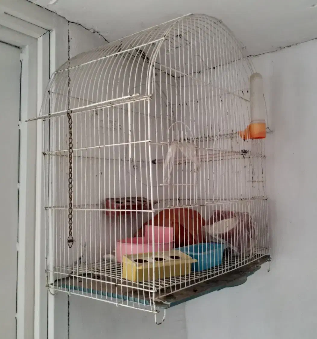 قفس پرنده سالم|لوازم جانبی حیوانات|میانه, |دیوار