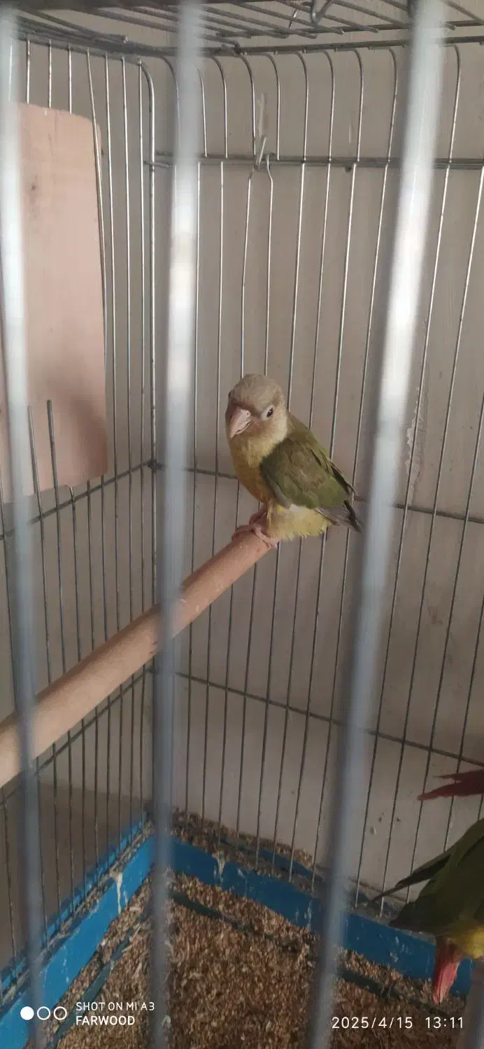 گرینچیک|پرنده|سرخه, |دیوار