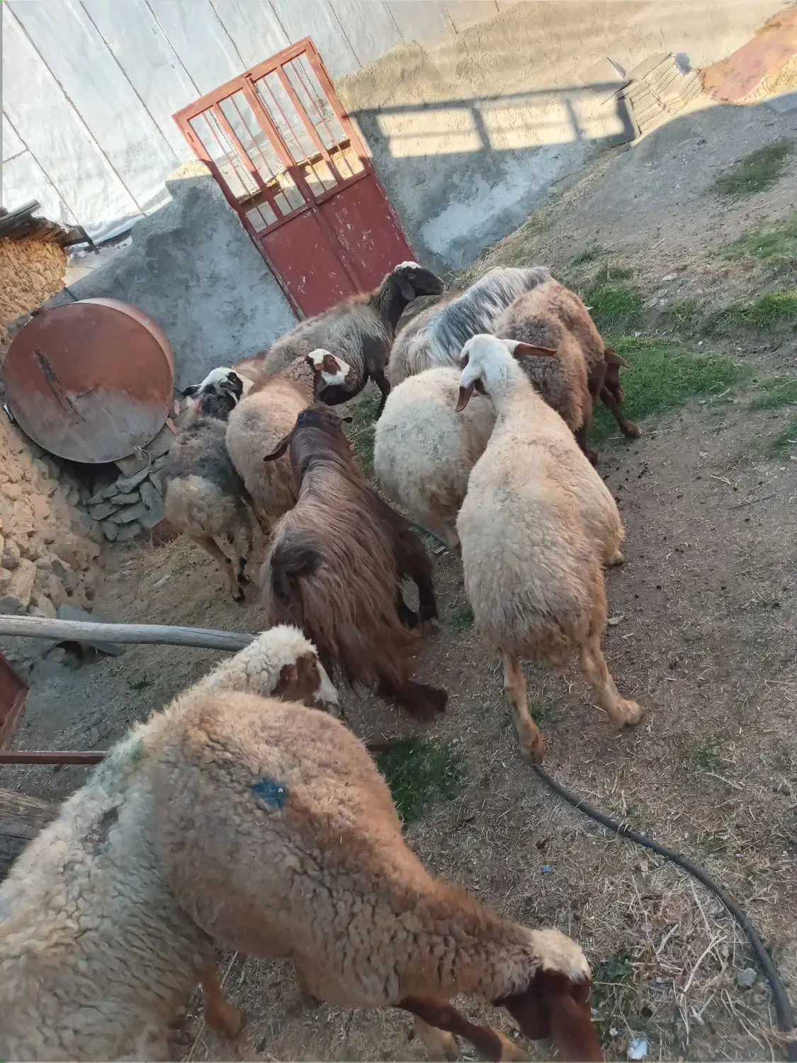 ۱۰ راس گوسفند شیره دار و ۲ راس خرت شیره دار|حیوانات مزرعه|مریوان, |دیوار