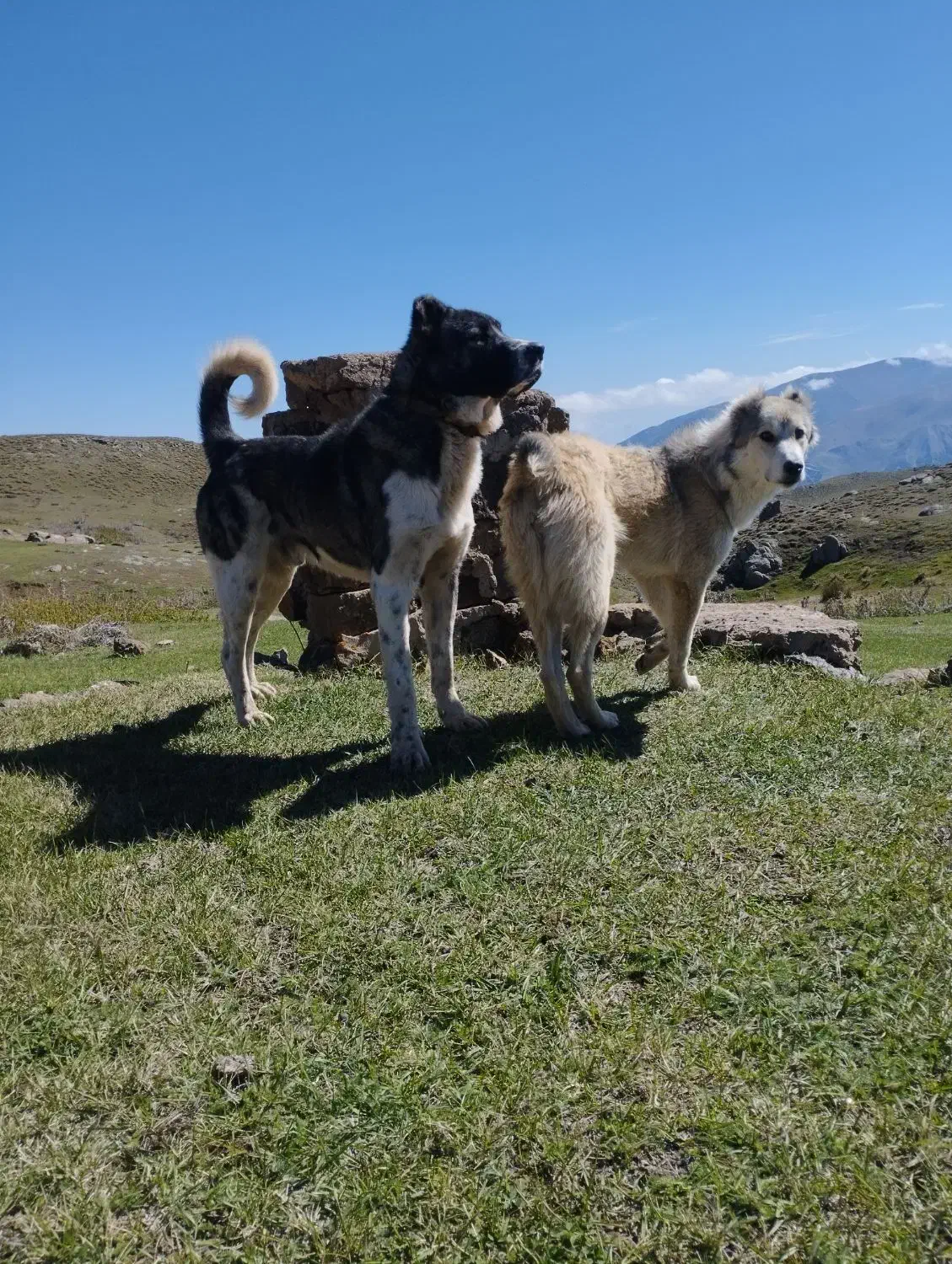 سگ سرابی|سگ|اردبیل, |دیوار