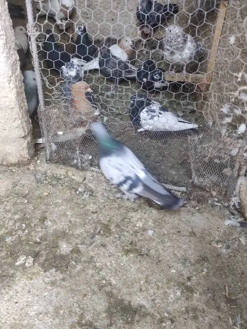 سبز بزن|پرنده|شیراز, تندگویان|دیوار