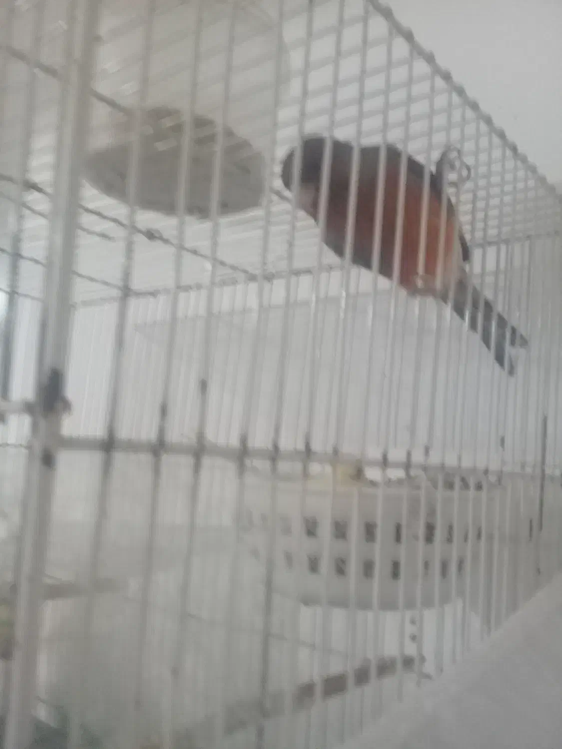 قناری|پرنده|مشهد, بلال|دیوار