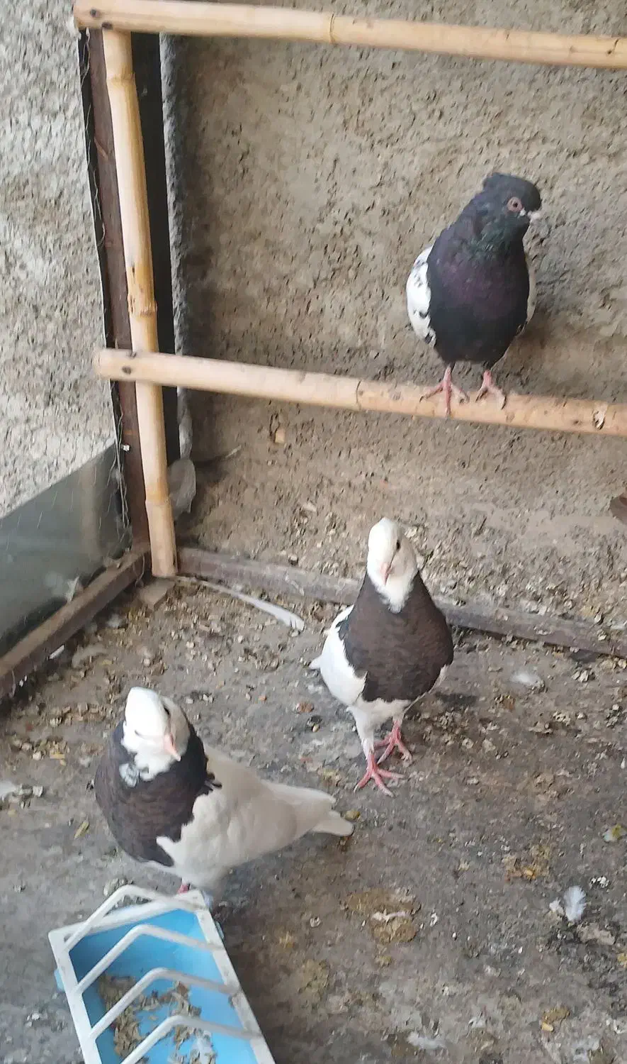 فروش یک جفت جوجه کبوتر طوقی|پرنده|پیر بکران, |دیوار