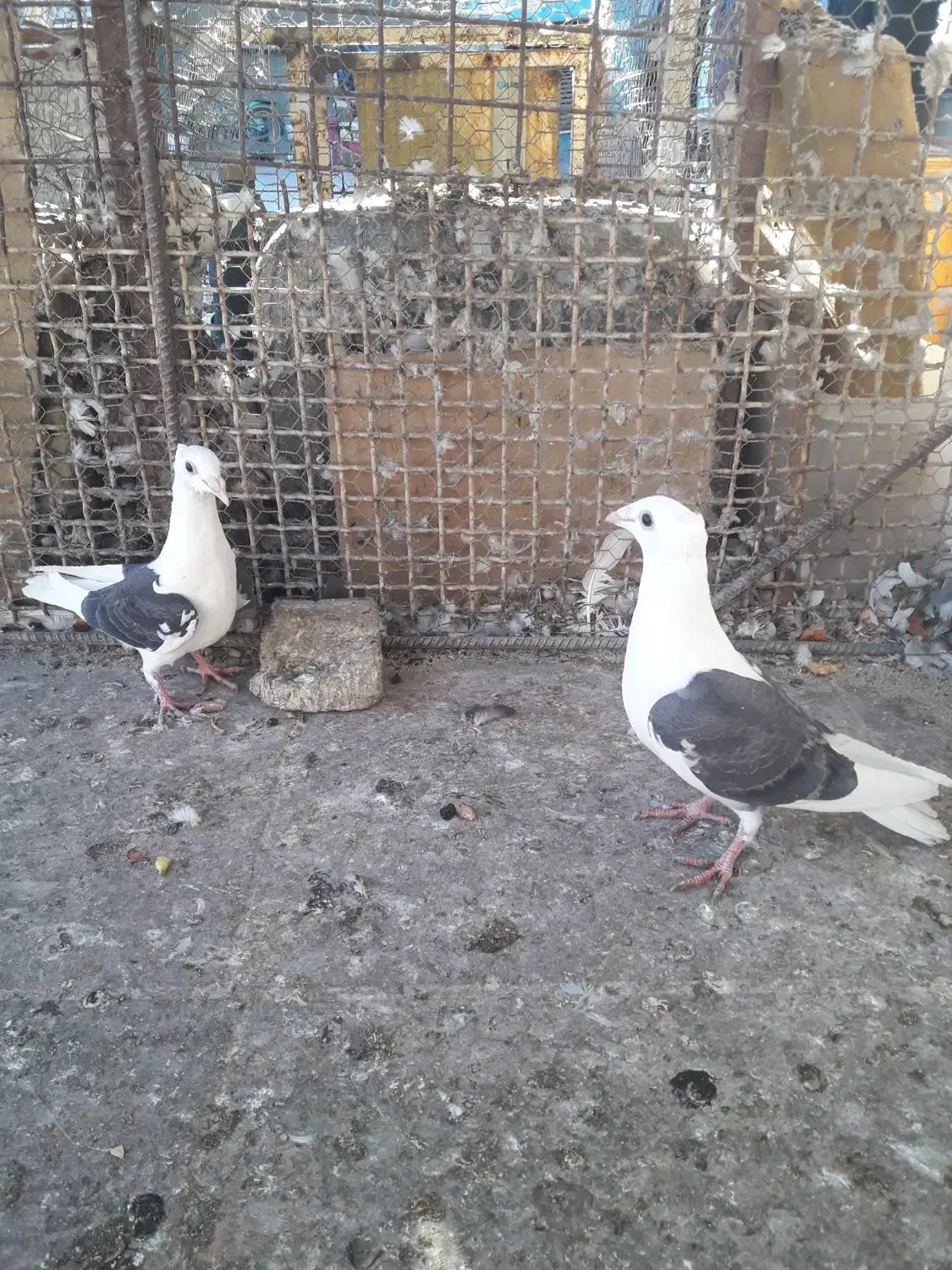 کفتر فروشی|پرنده|بیرجند, |دیوار