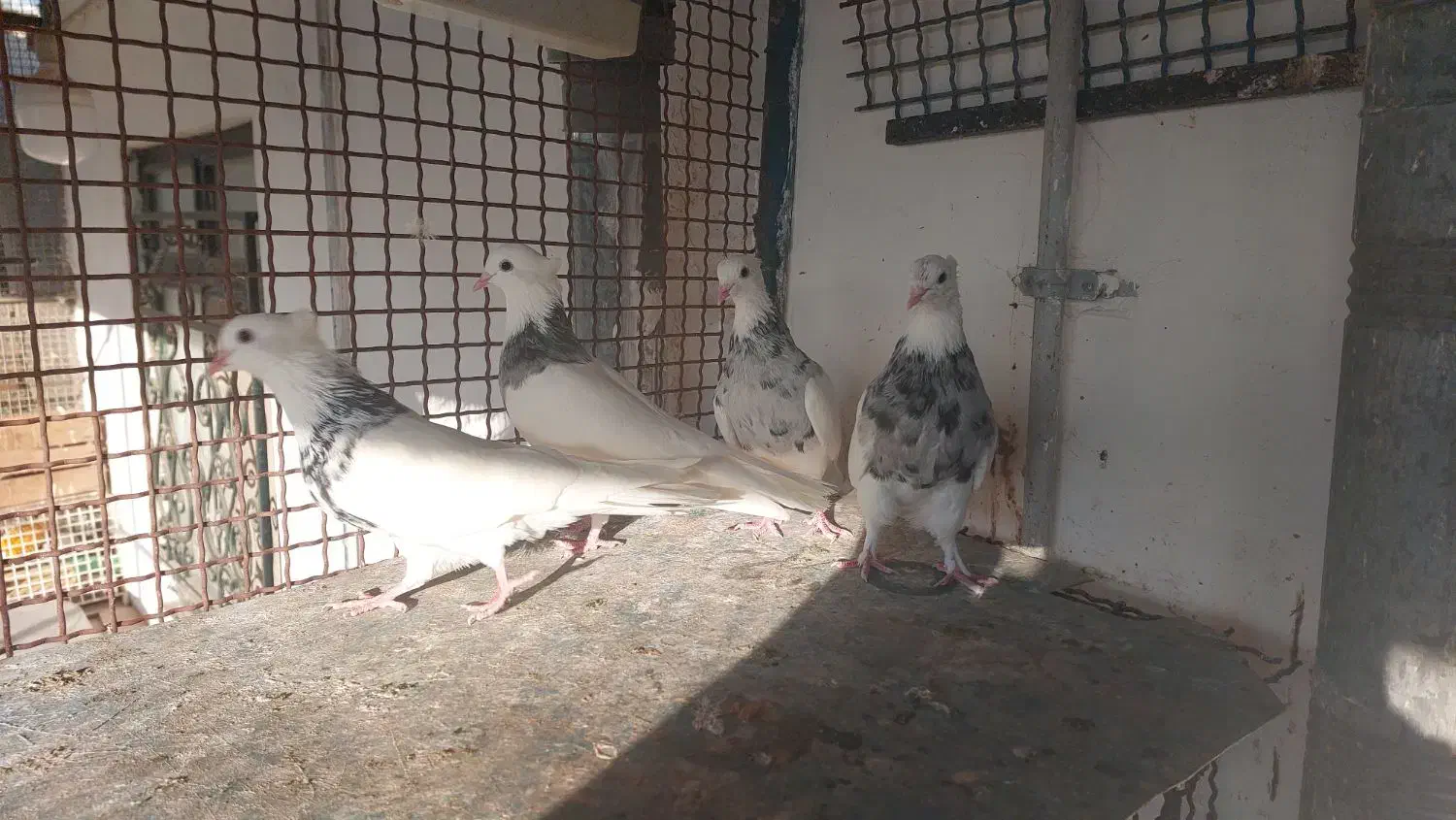 کبوترطوقی نر|پرنده|آزادشهر, |دیوار