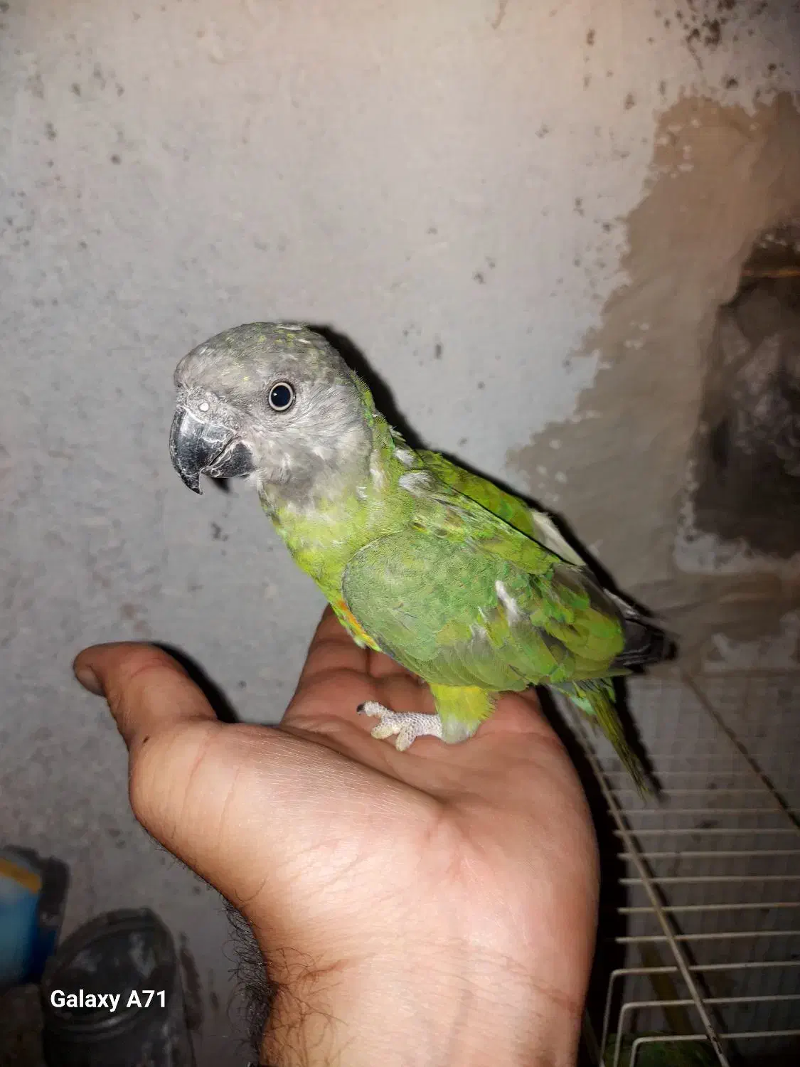 طوطی سنگال|پرنده|تایباد, |دیوار