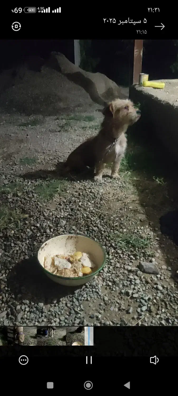 سگ پاکوتاه گمشده|حیوانات|ارومیه, |دیوار