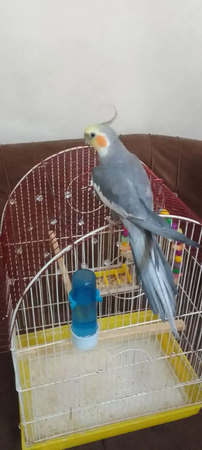 دوعدد عروس هلندی|پرنده|پاکدشت, پاکدشت (مامازند)|دیوار