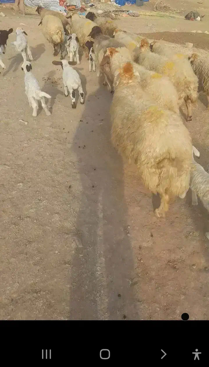 میش و بره|حیوانات مزرعه|کرمانشاه, |دیوار