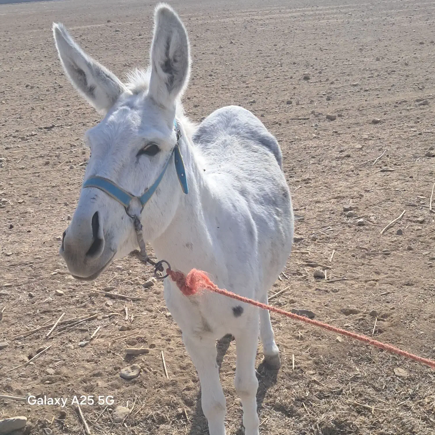 خر ماده گوسفندی خیلی هم اروم|حیوانات مزرعه|شیروان (خراسان), |دیوار