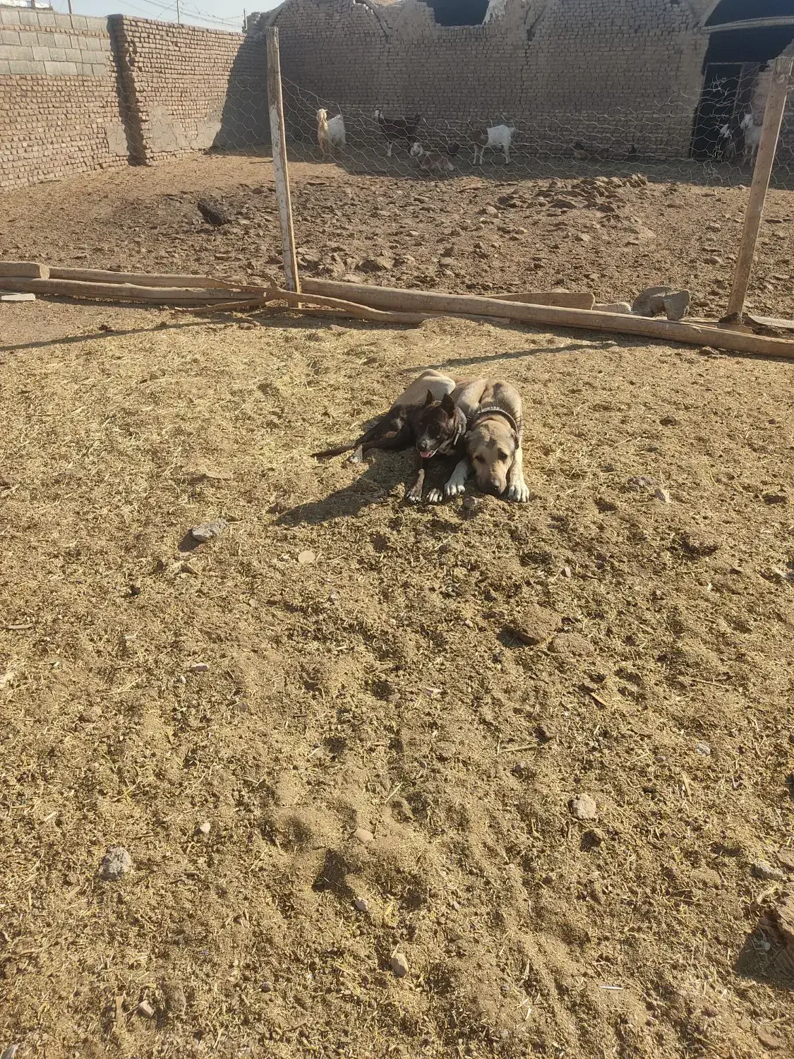 توله کنکرسو|سگ|سبزوار, غرب نیروگاه|دیوار