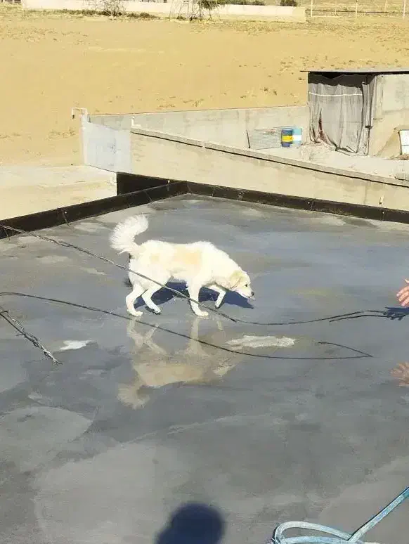 اشپیتز روباهی ۶ماهه شناسنامه دار واکسن خورده|سگ|ارسنجان, |دیوار