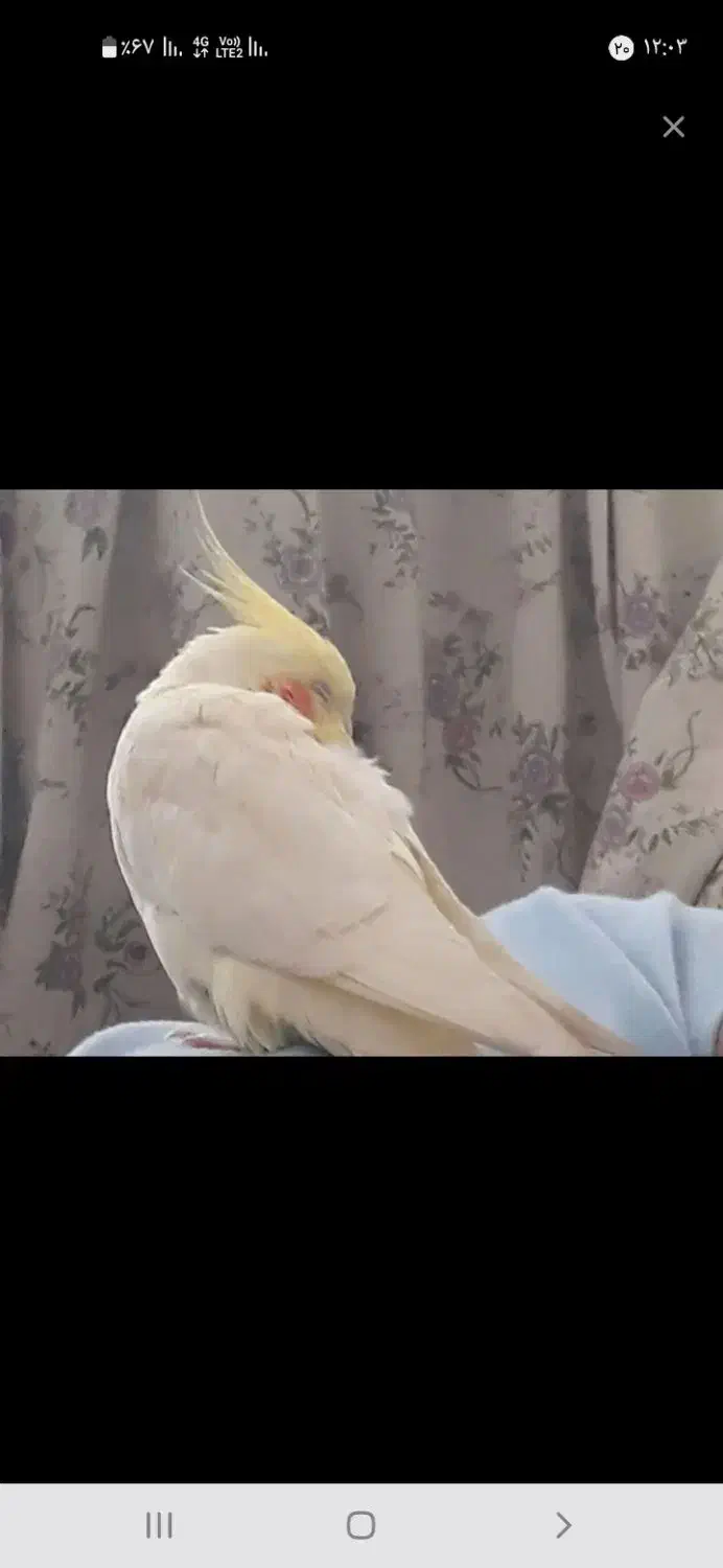 گمشده عروس هلندی|پرنده|سبزوار, گلشن|دیوار