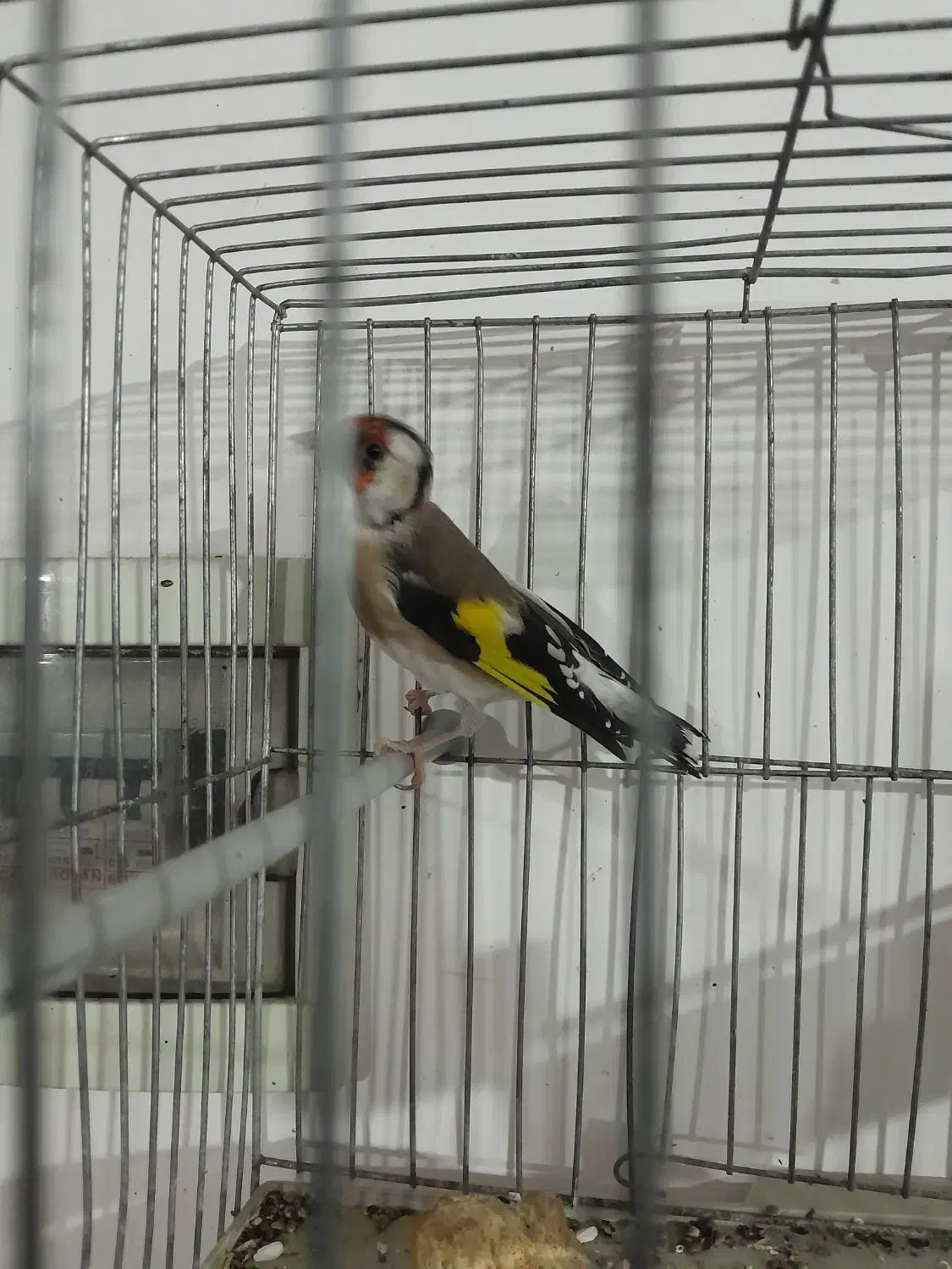 سهره|پرنده|شیراز, برمشور علیا|دیوار